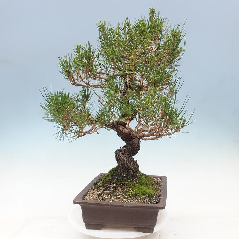 Bonsai voor buiten - Pinus thunbergii - Thunberg den