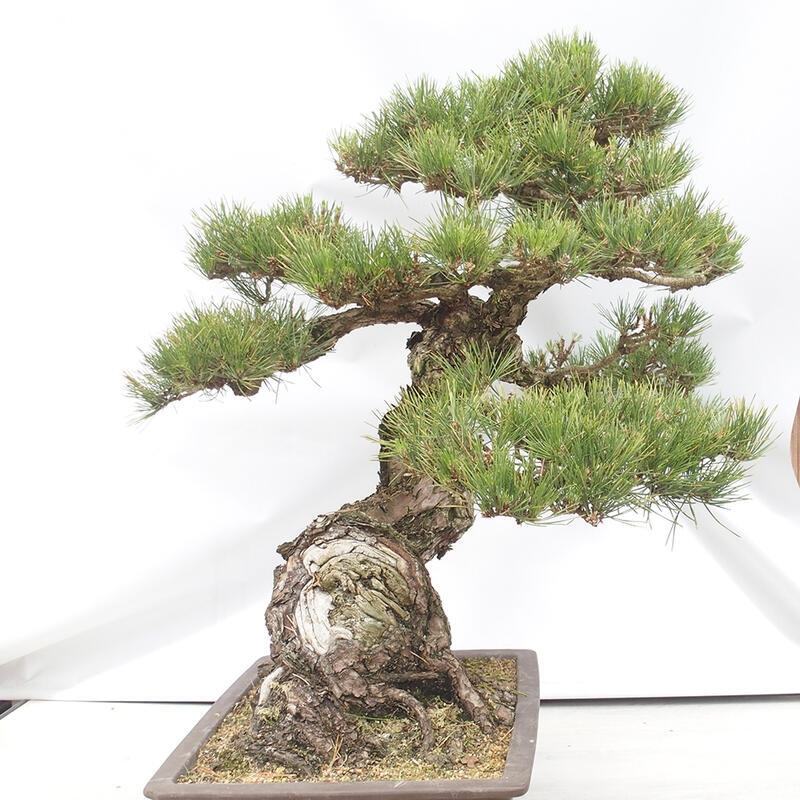 Bonsai voor buiten - Pinus thunbergii - Thunberg den
