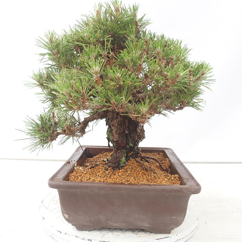 Bonsai voor buiten - Pinus thunbergii - Thunberg den