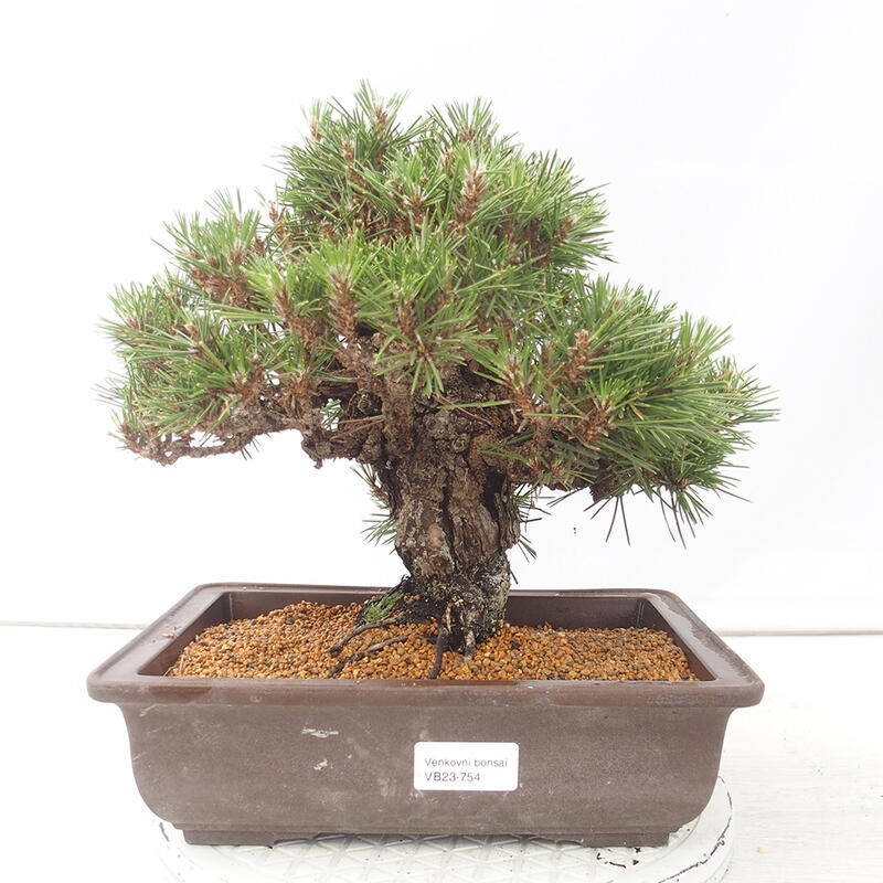 Bonsai voor buiten - Pinus thunbergii - Thunberg den