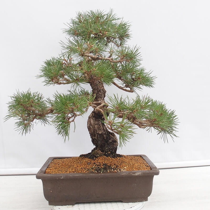 Bonsai voor buiten - Pinus thunbergii - Thunberg den