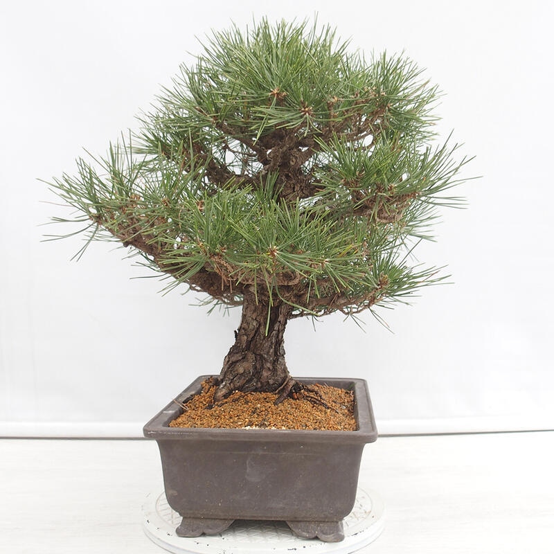 Bonsai voor buiten - Pinus thunbergii - Thunberg den