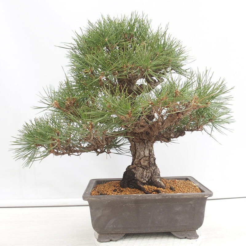 Bonsai voor buiten - Pinus thunbergii - Thunberg den
