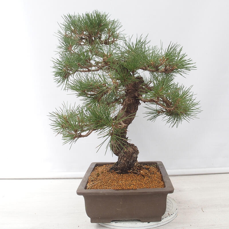 Bonsai voor buiten - Pinus thunbergii - Thunberg den