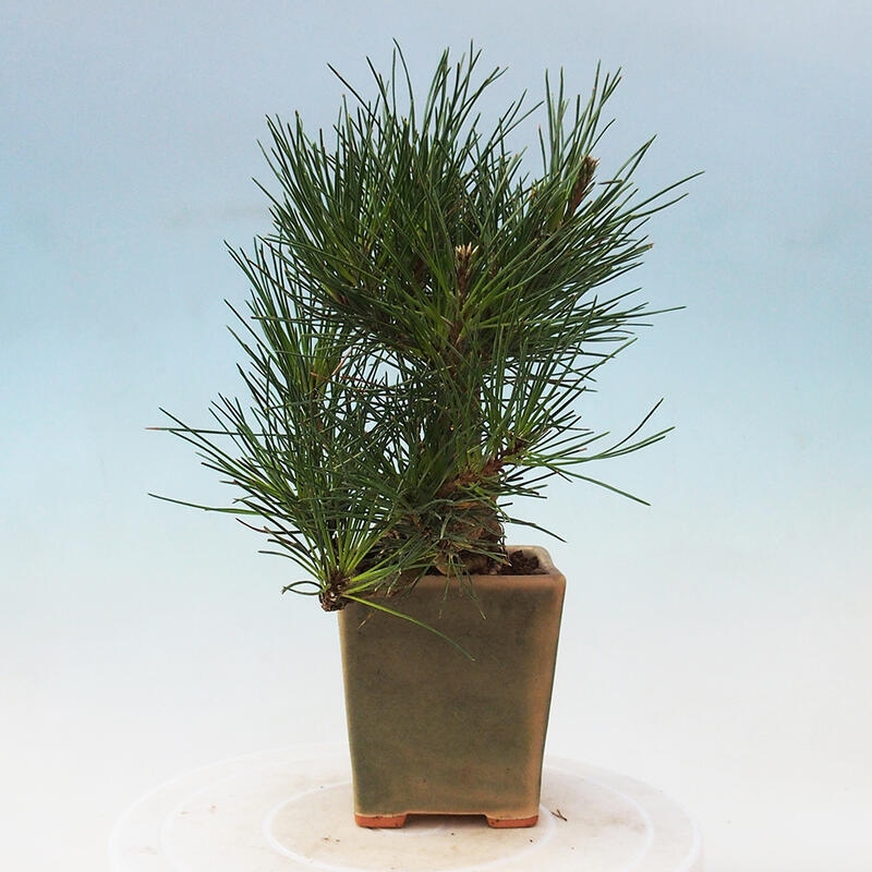 Bonsai voor buiten - Pinus thunbergii - Thunberg den