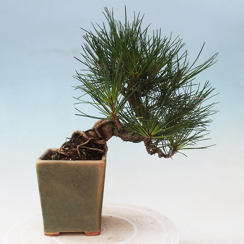 Bonsai voor buiten - Pinus thunbergii - Thunberg den