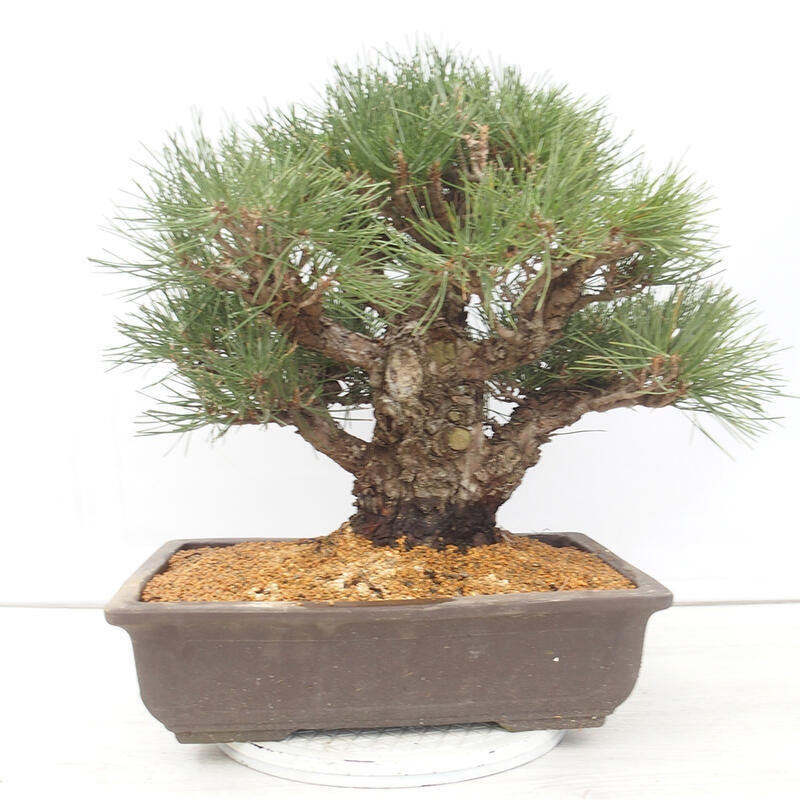 Bonsai voor buiten - Pinus thunbergii - Thunberg den