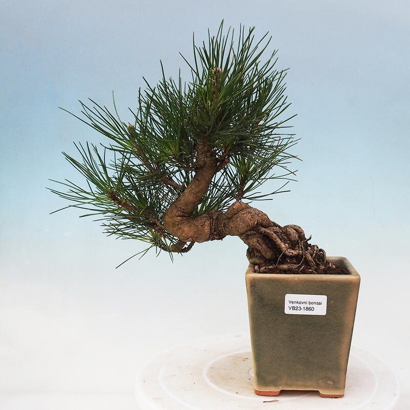 Bonsai voor buiten - Pinus thunbergii - Thunberg den