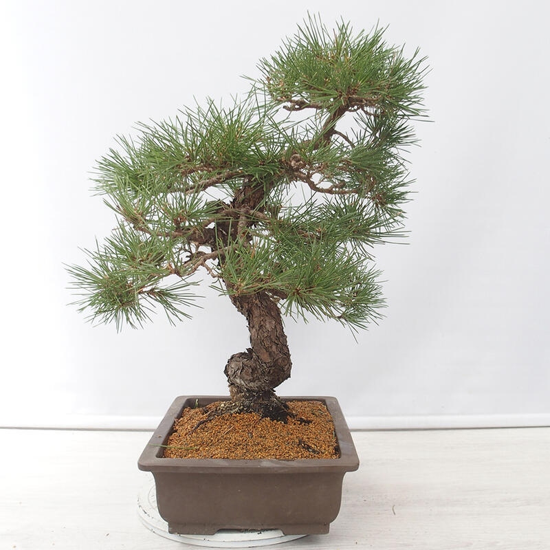Bonsai voor buiten - Pinus thunbergii - Thunberg den