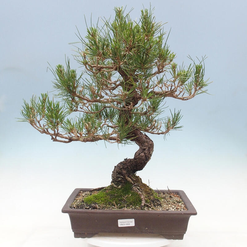 Bonsai voor buiten - Pinus thunbergii - Thunberg den