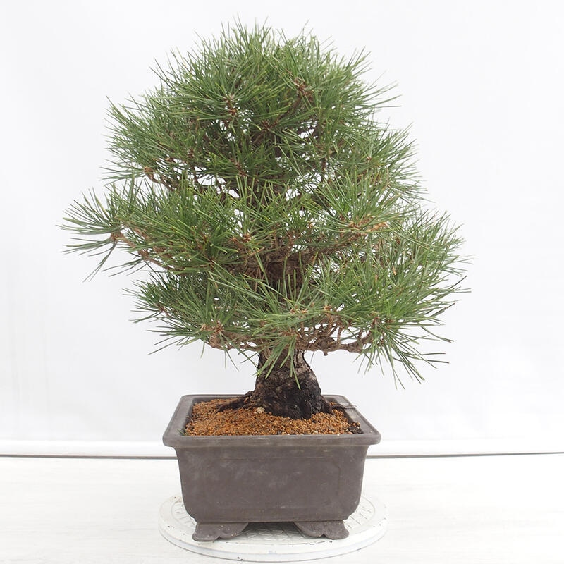 Bonsai voor buiten - Pinus thunbergii - Thunberg den