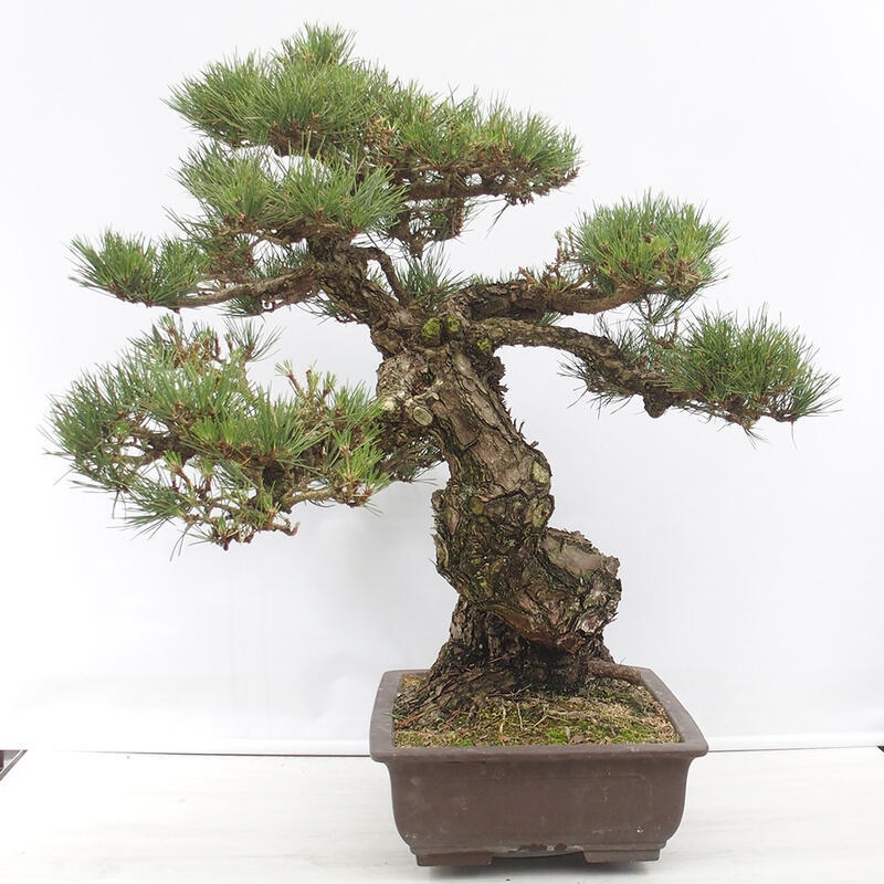 Bonsai voor buiten - Pinus thunbergii - Thunberg den