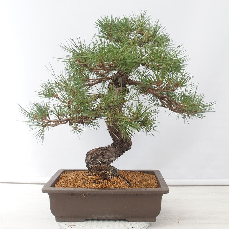 Bonsai voor buiten - Pinus thunbergii - Thunberg den