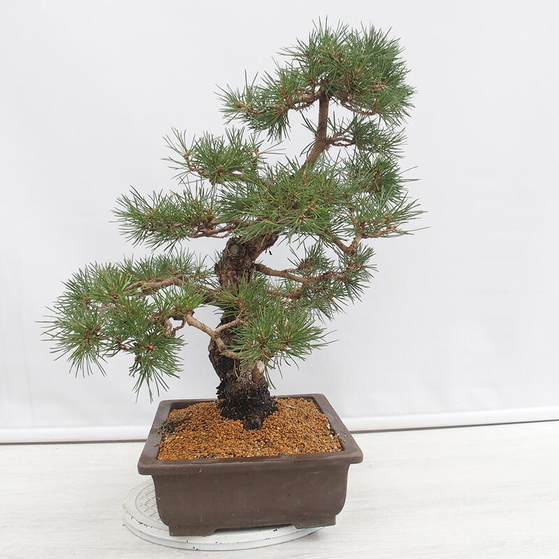 Bonsai voor buiten - Pinus thunbergii - Thunberg den