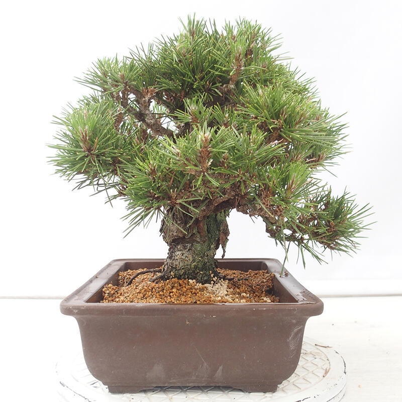 Bonsai voor buiten - Pinus thunbergii - Thunberg den