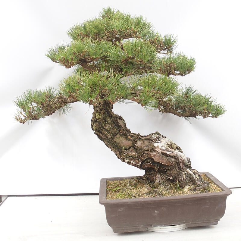 Bonsai voor buiten - Pinus thunbergii - Thunberg den