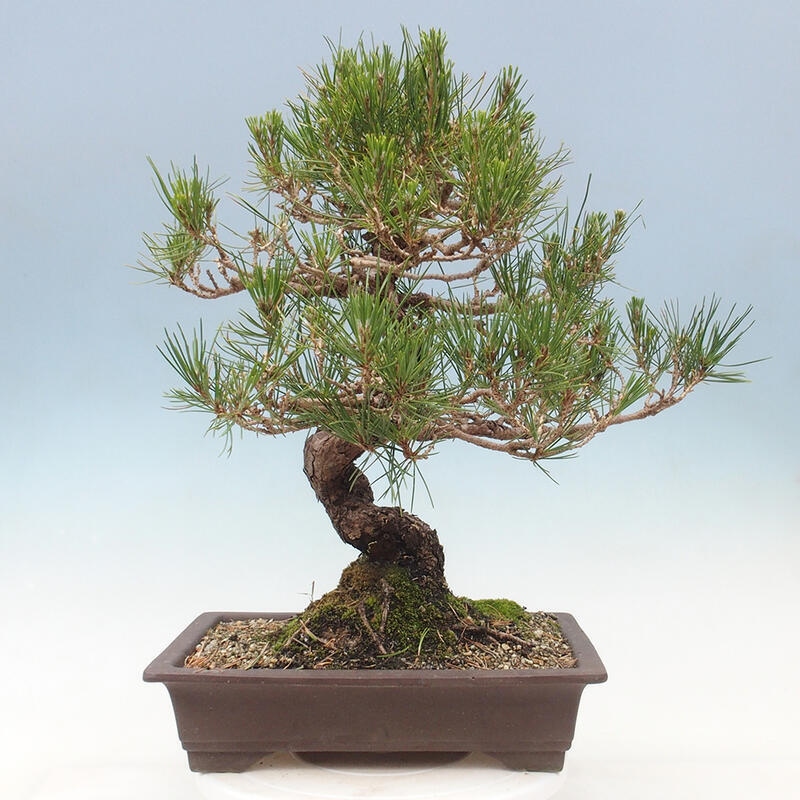 Bonsai voor buiten - Pinus thunbergii - Thunberg den