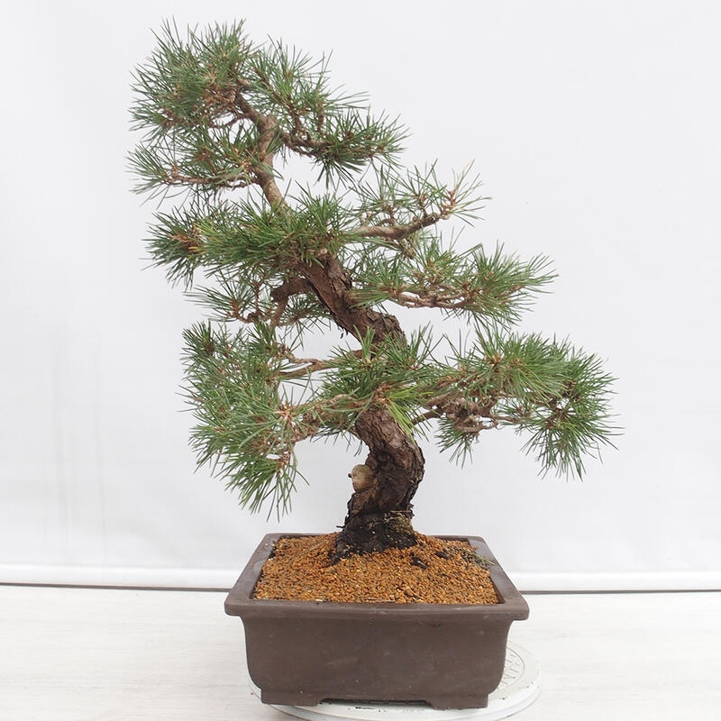 Bonsai voor buiten - Pinus thunbergii - Thunberg den