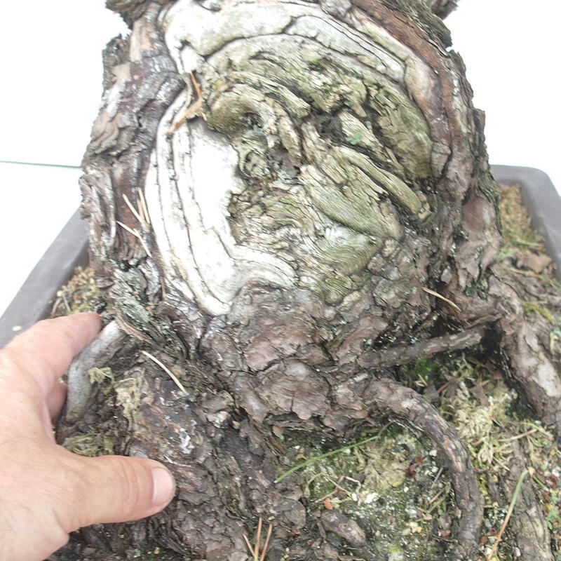 Bonsai voor buiten - Pinus thunbergii - Thunberg den