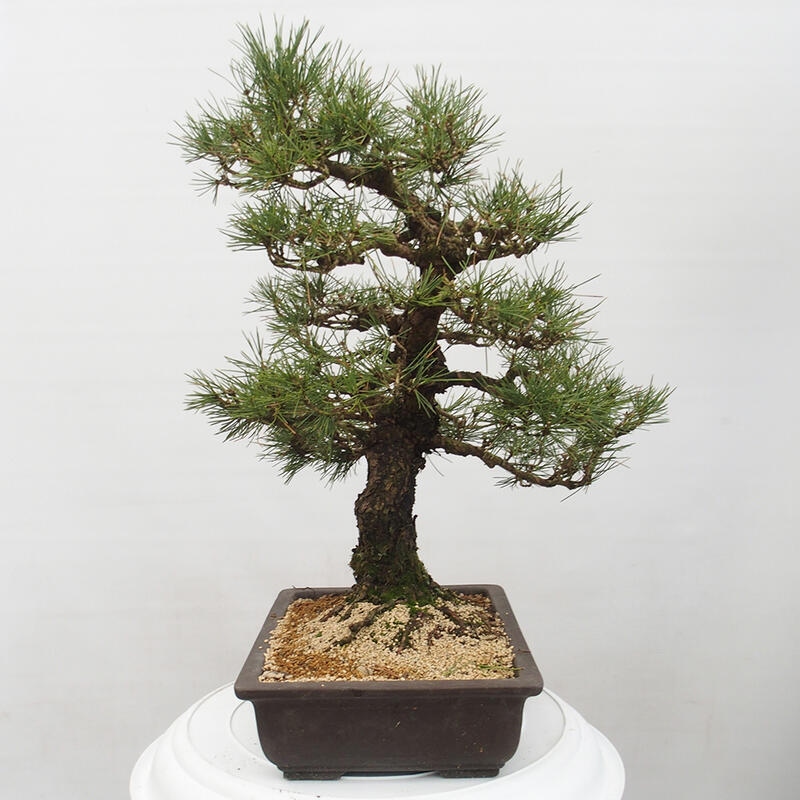 Bonsai voor buiten - Pinus thunbergii - Thunberg den