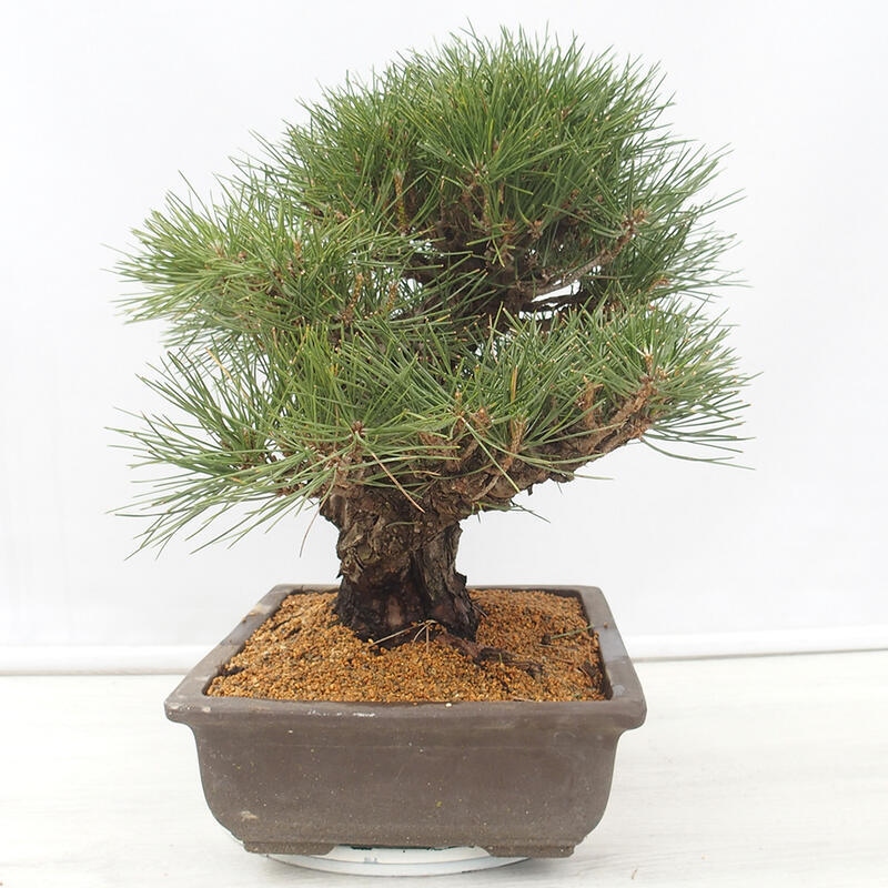 Bonsai voor buiten - Pinus thunbergii - Thunberg den