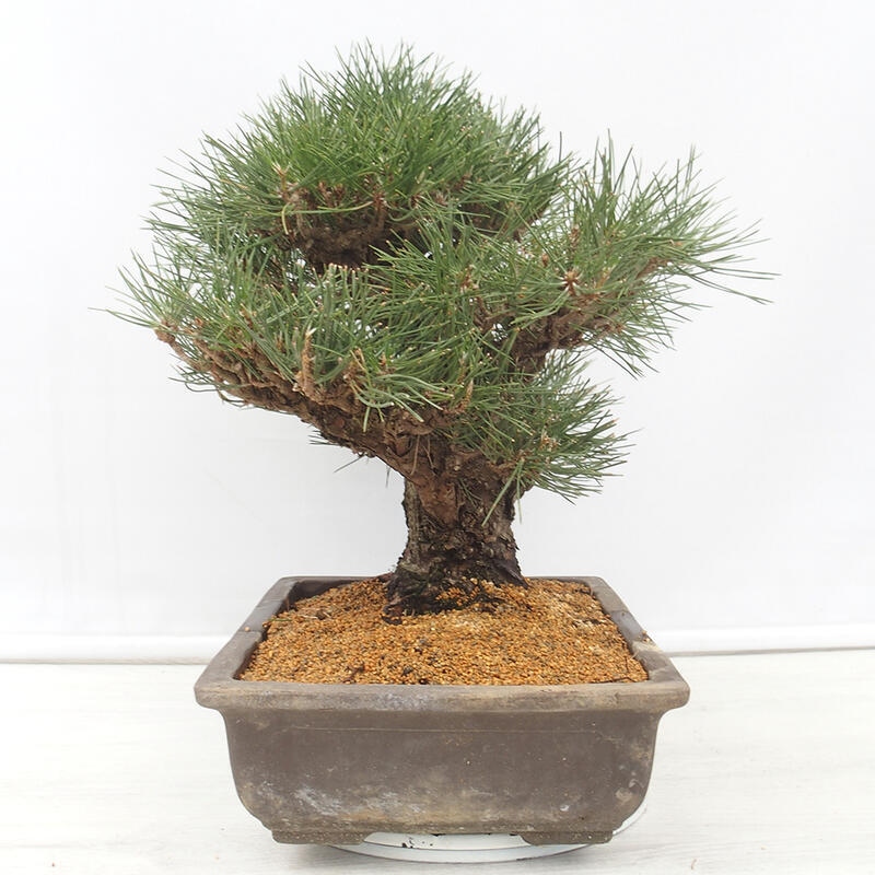 Bonsai voor buiten - Pinus thunbergii - Thunberg den
