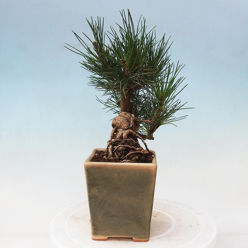 Bonsai voor buiten - Pinus thunbergii - Thunberg den