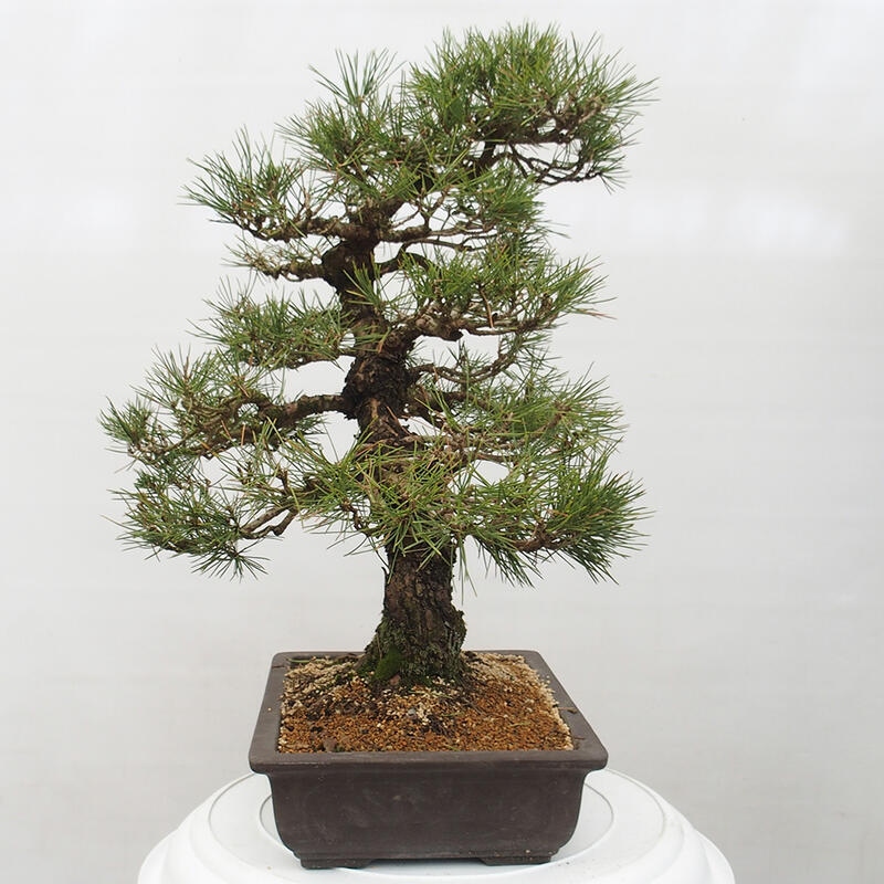 Bonsai voor buiten - Pinus thunbergii - Thunberg den
