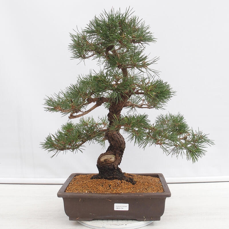 Bonsai voor buiten - Pinus thunbergii - Thunberg den