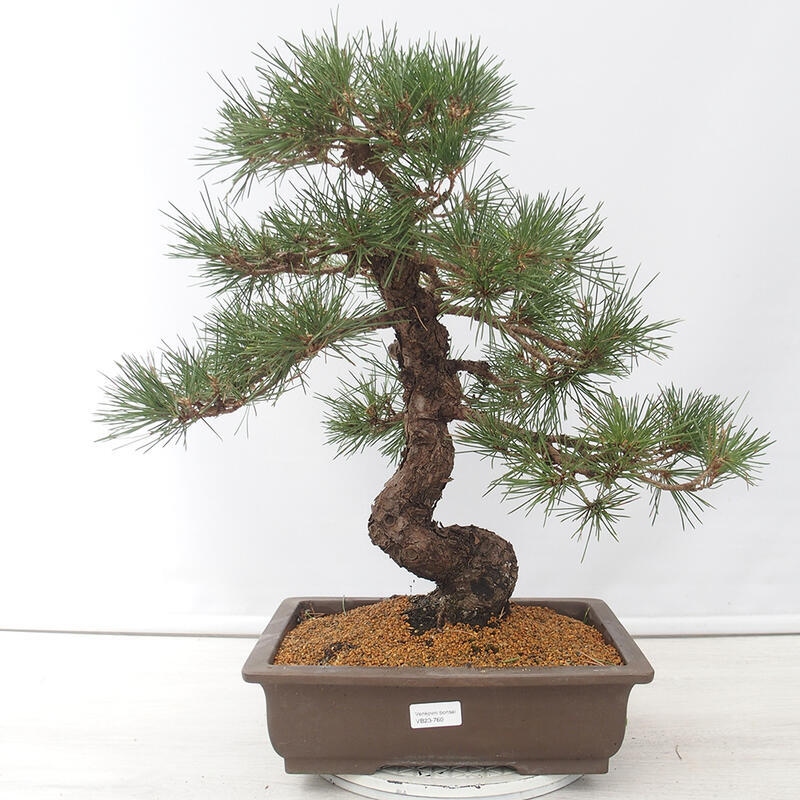 Bonsai voor buiten - Pinus thunbergii - Thunberg den