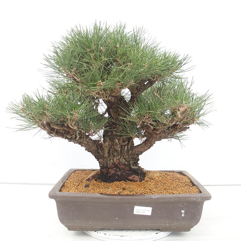 Bonsai voor buiten - Pinus thunbergii - Thunberg den