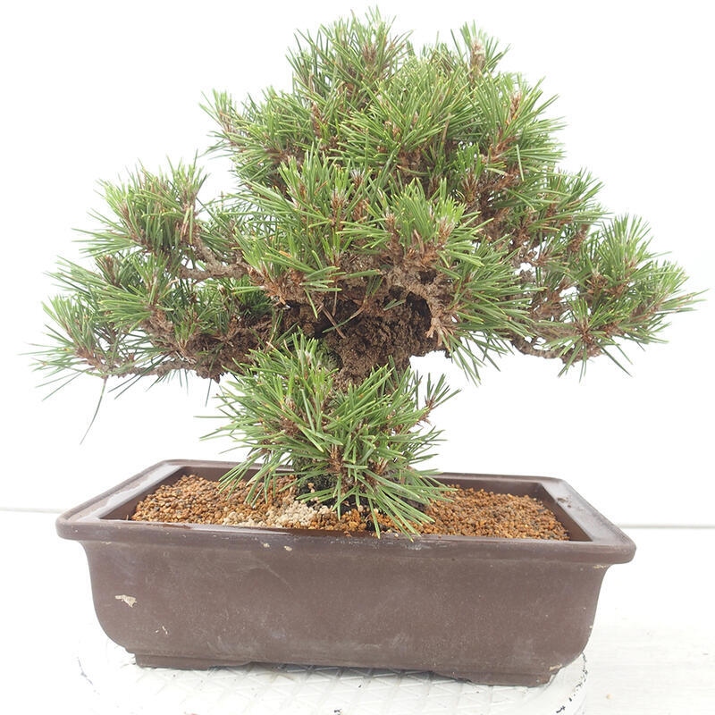 Bonsai voor buiten - Pinus thunbergii - Thunberg den