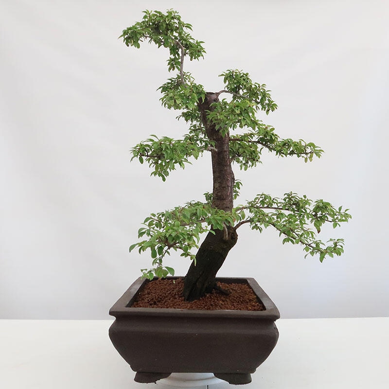 Bonsai voor buiten - Prunus spinosa