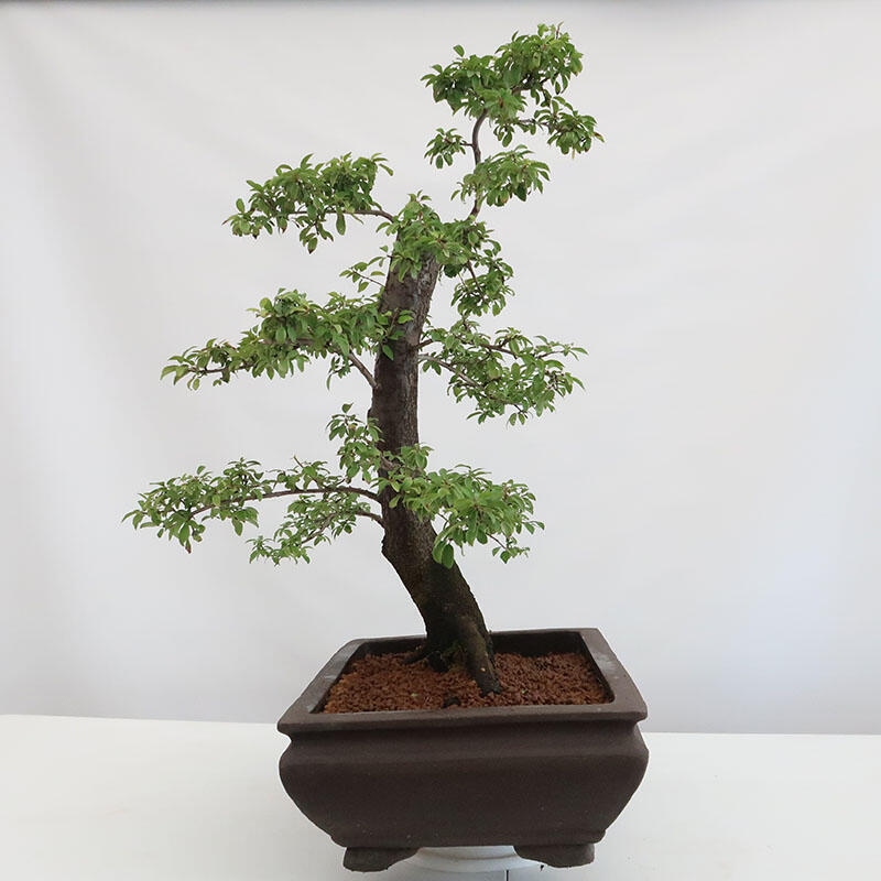 Bonsai voor buiten - Prunus spinosa