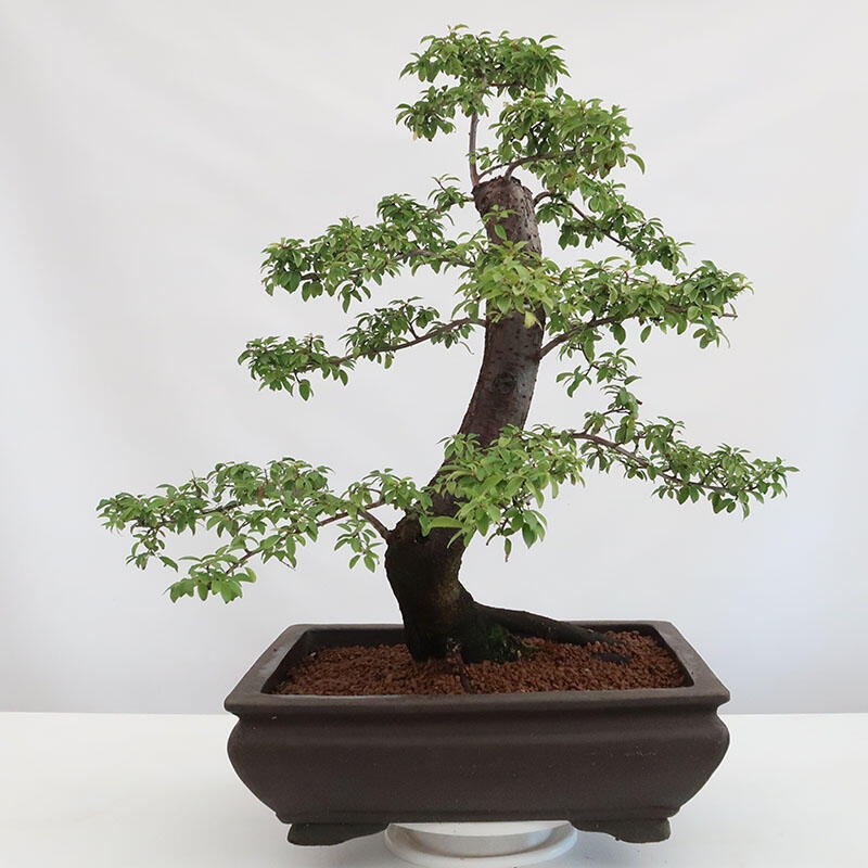 Bonsai voor buiten - Prunus spinosa