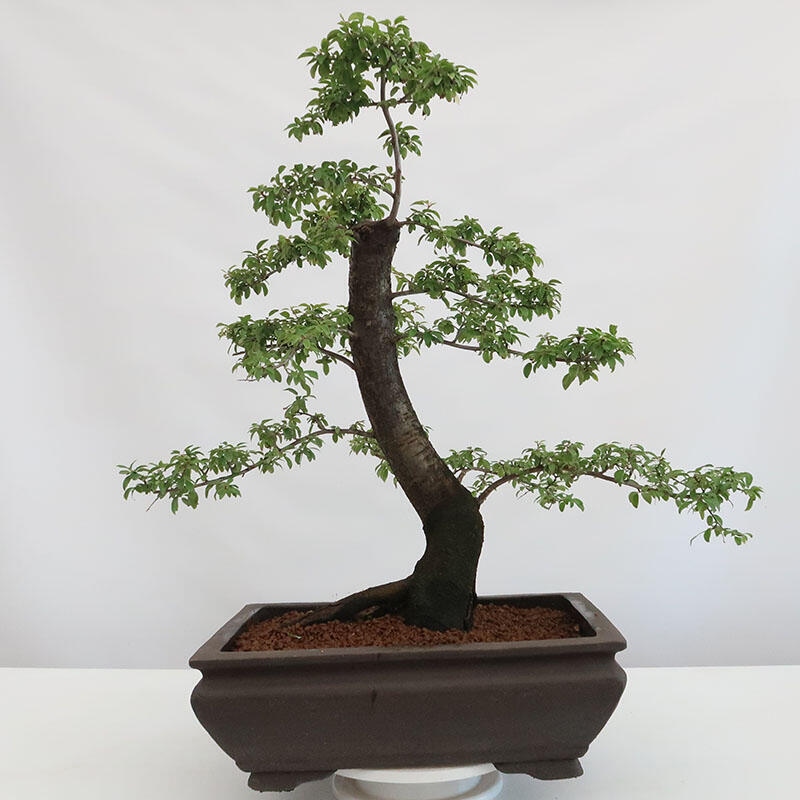 Bonsai voor buiten - Prunus spinosa