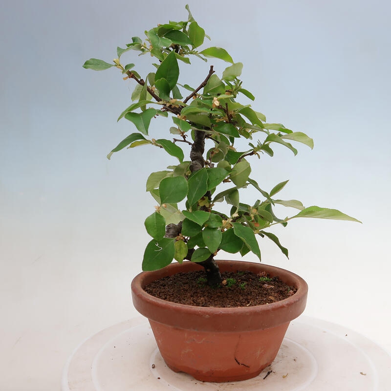 Bonsai voor buiten - Pseudocydonia sinensis - Chinese kweepeer