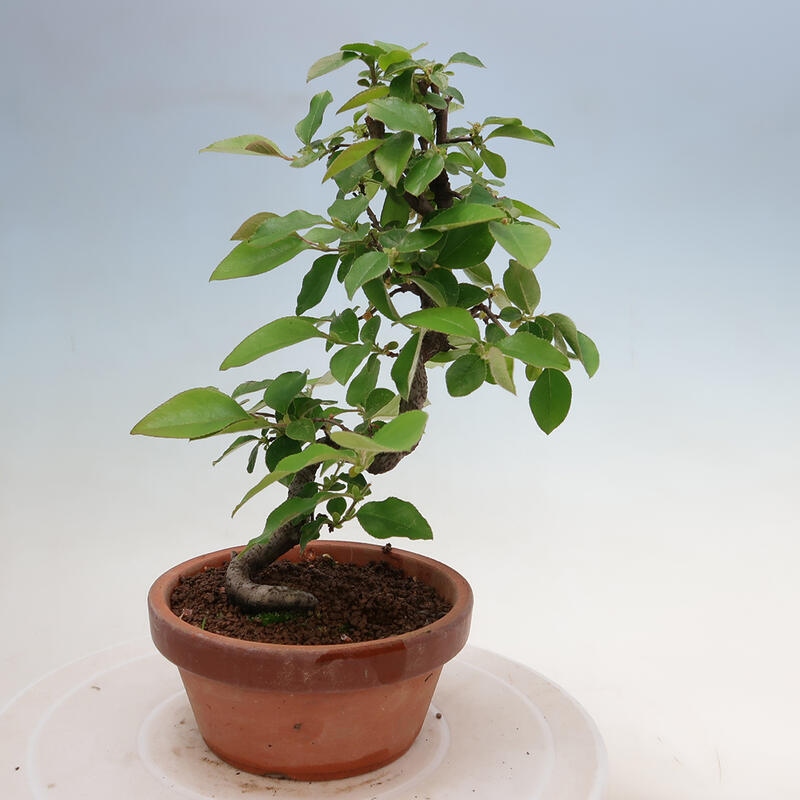 Bonsai voor buiten - Pseudocydonia sinensis - Chinese kweepeer