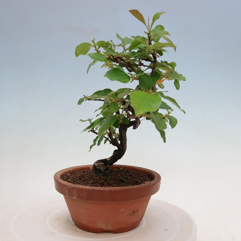 Bonsai voor buiten - Pseudocydonia sinensis - Chinese kweepeer