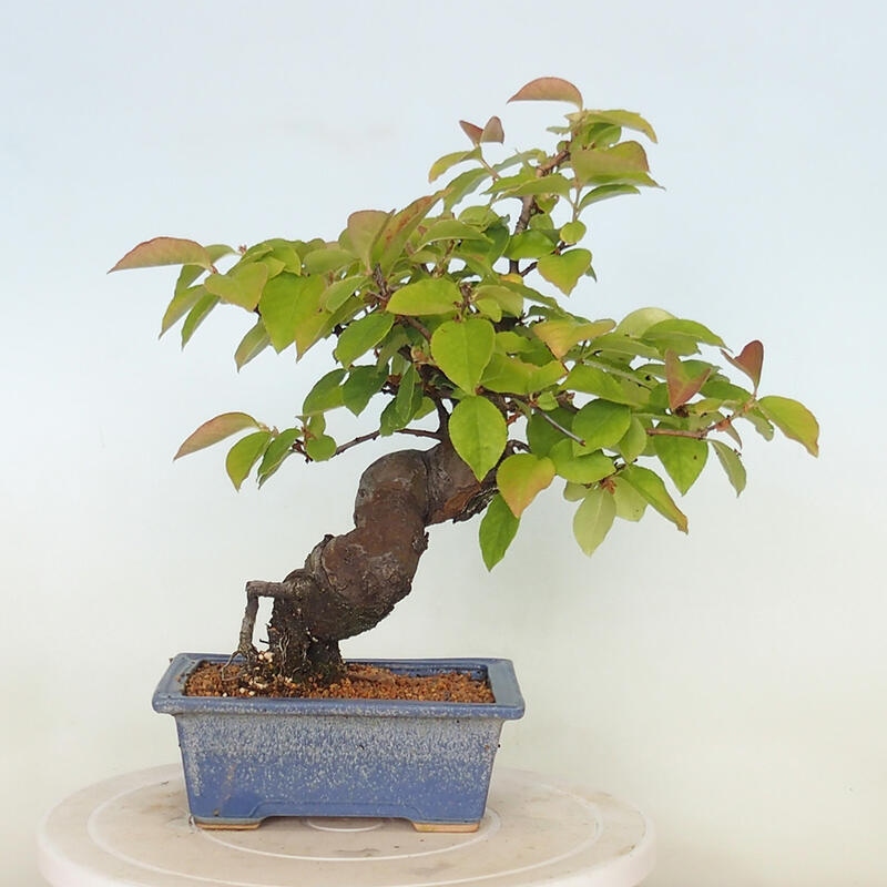 Bonsai voor buiten - Pseudocydonia sinensis - Chinese kweepeer