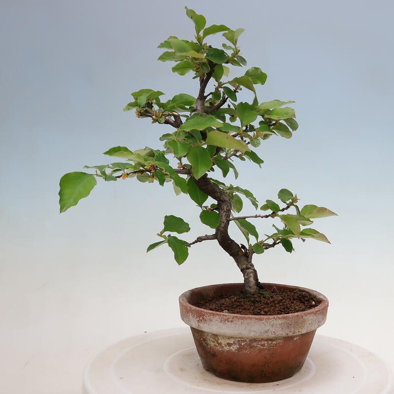 Bonsai voor buiten - Pseudocydonia sinensis - Chinese kweepeer