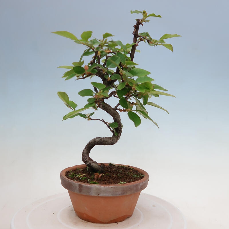 Bonsai voor buiten - Pseudocydonia sinensis - Chinese kweepeer