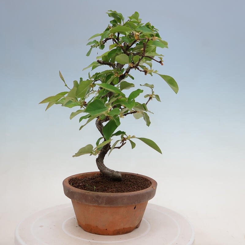 Bonsai voor buiten - Pseudocydonia sinensis - Chinese kweepeer
