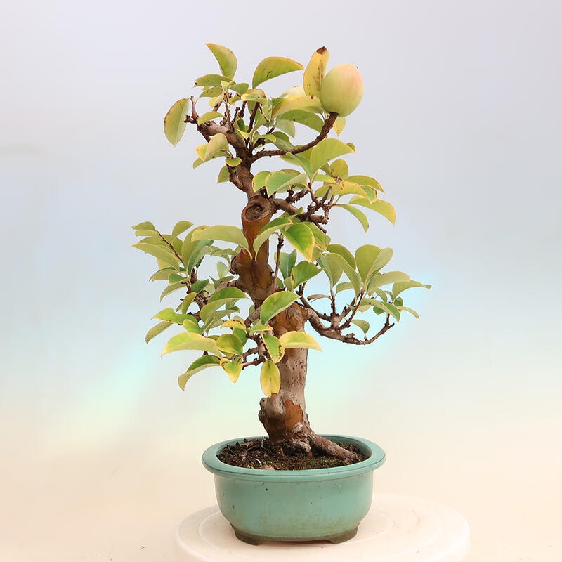 Bonsai voor buiten - Pseudocydonia sinensis - Chinese kweepeer