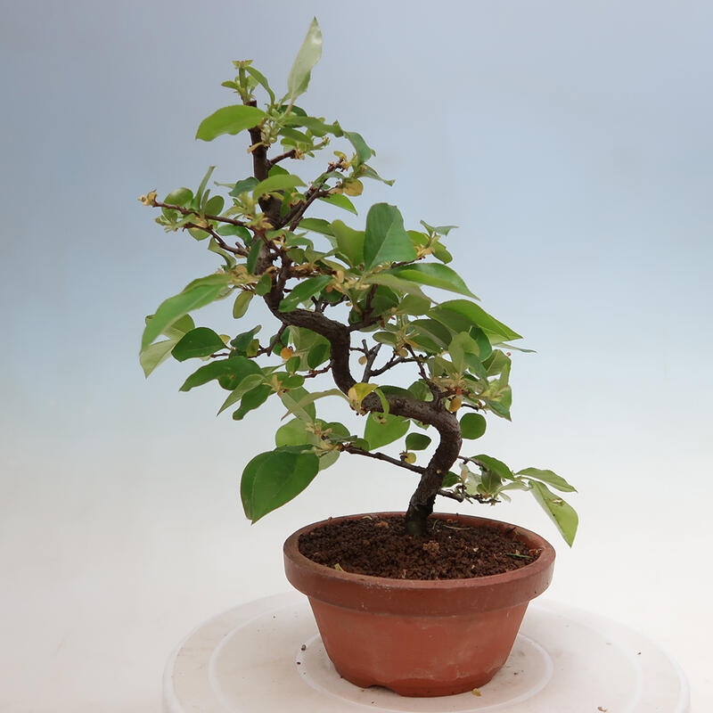 Bonsai voor buiten - Pseudocydonia sinensis - Chinese kweepeer