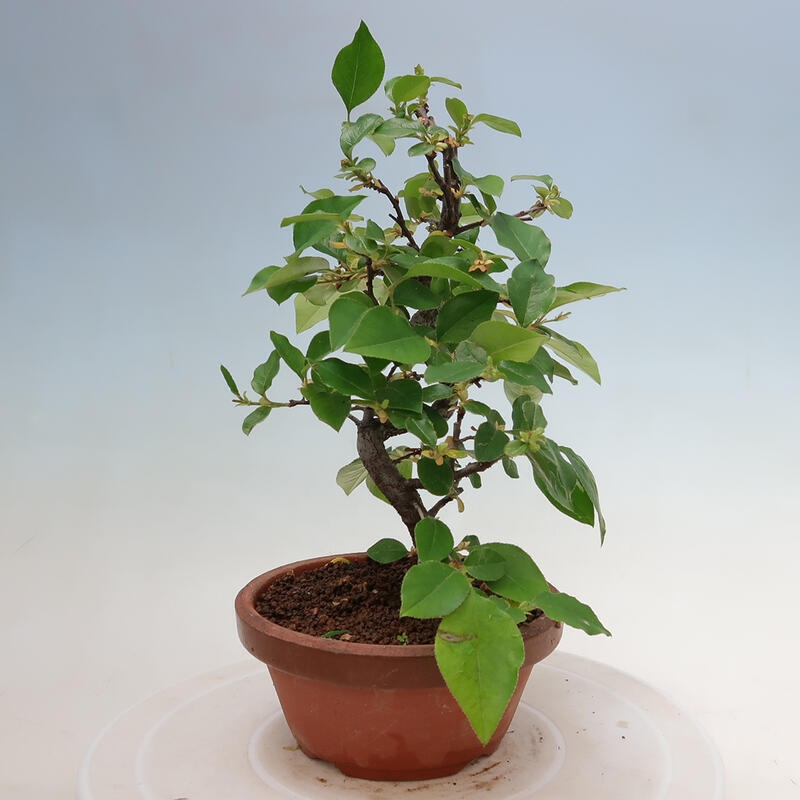 Bonsai voor buiten - Pseudocydonia sinensis - Chinese kweepeer