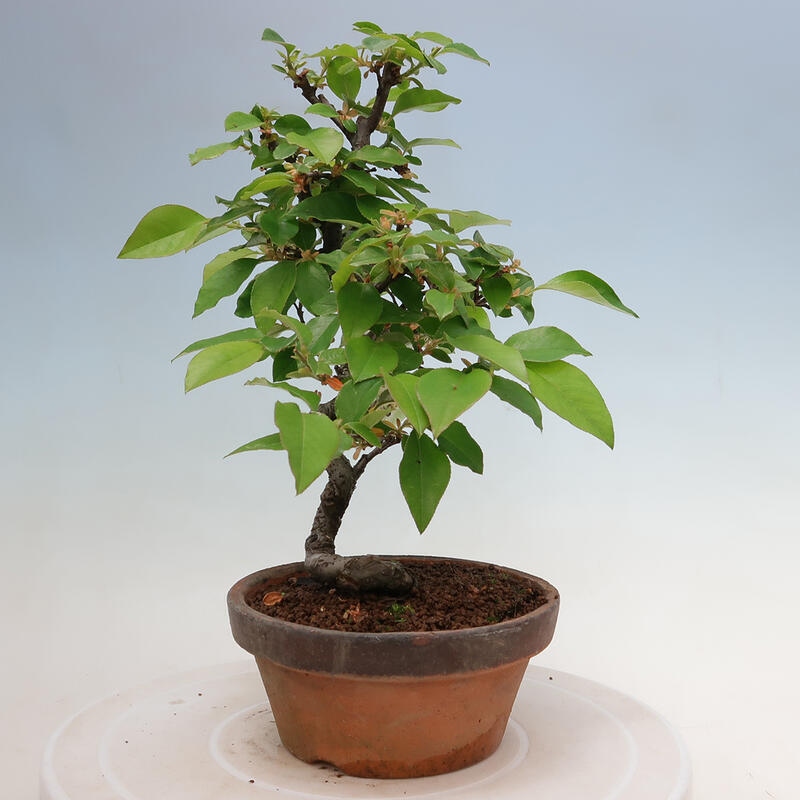 Bonsai voor buiten - Pseudocydonia sinensis - Chinese kweepeer