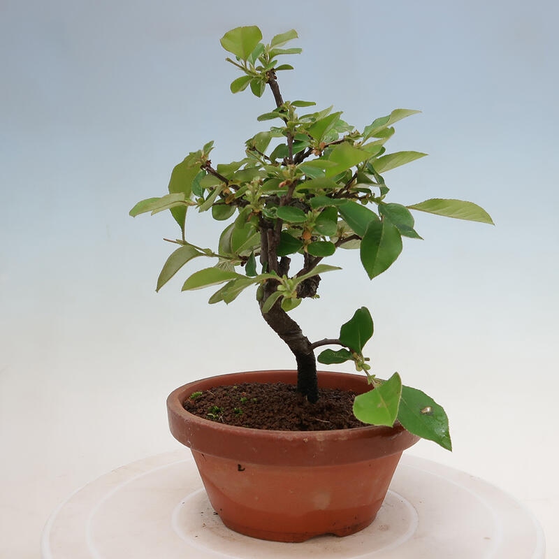 Bonsai voor buiten - Pseudocydonia sinensis - Chinese kweepeer