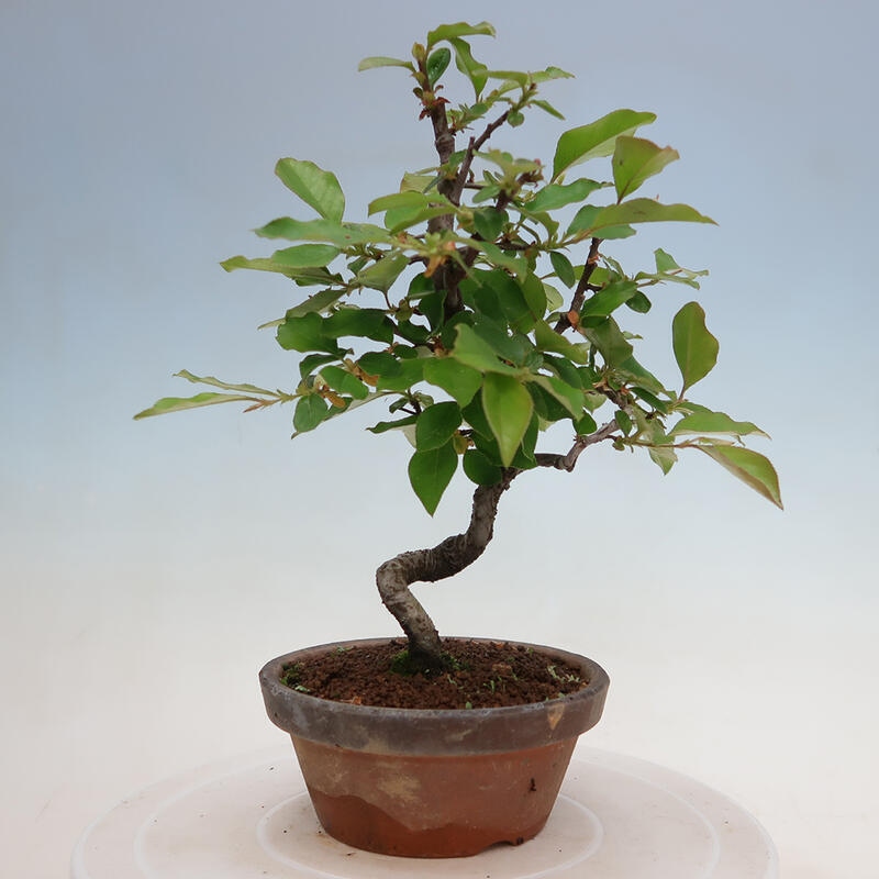 Bonsai voor buiten - Pseudocydonia sinensis - Chinese kweepeer