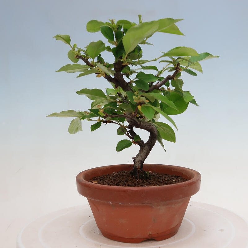 Bonsai voor buiten - Pseudocydonia sinensis - Chinese kweepeer